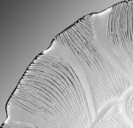 Arcoroc - Glass Fleur Pattern